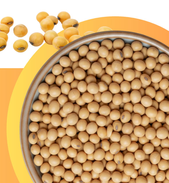Non-GMO soybeans